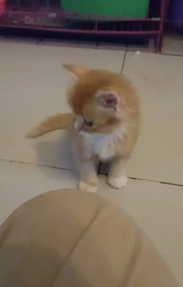 Kitten British Shorthair mix breed