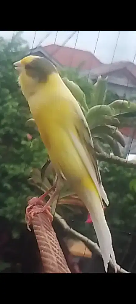 Kenari F1 Rasmi cerah