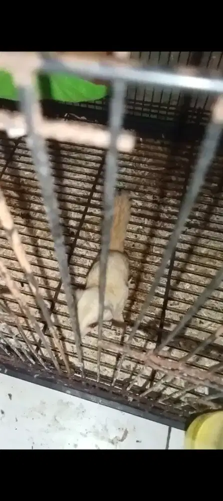 Sugar glider cremino