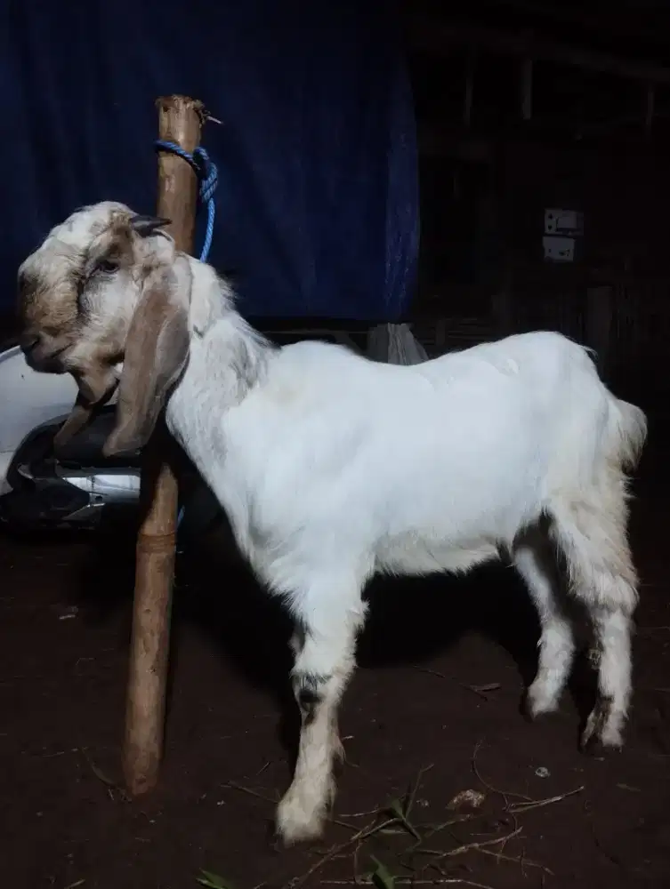 kambing jawa randu