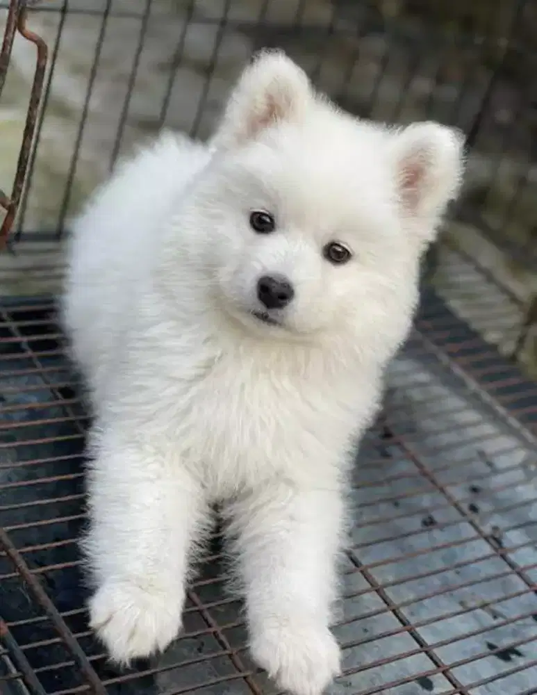 DIJUAL ANJING SAMOYED