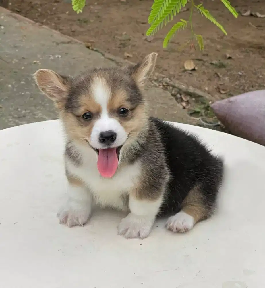 DIJUAL ANJING WELSH CORGI