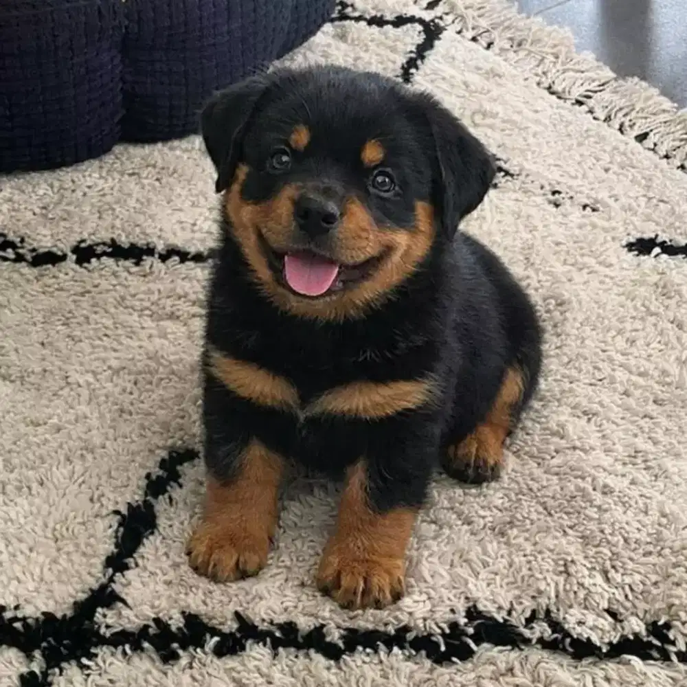 DIJUAL ANJING ROTTWEILER