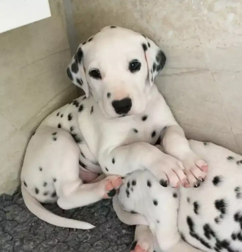 DIJUAL ANJING DALMATIAN