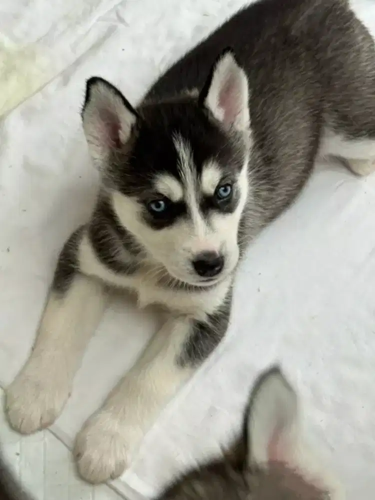 DIJUAL ANJING SIBERIAN HUSKY