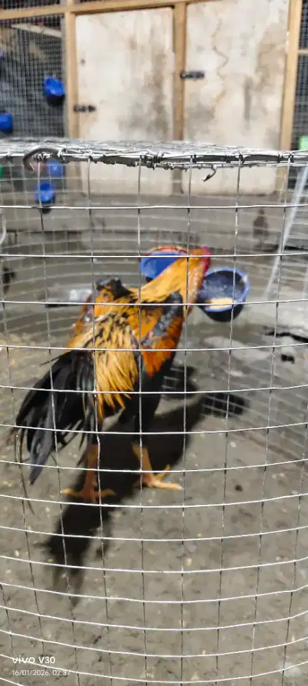 Jual ayam wiring kuning