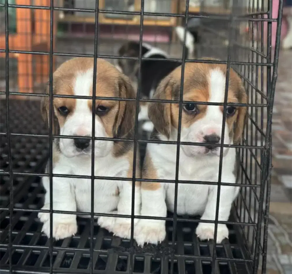 DIJUAL ANJING BEAGLE
