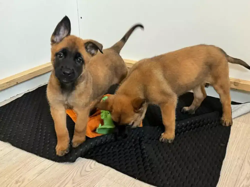 DIJUAL ANJING BELGIAN MALINOIS