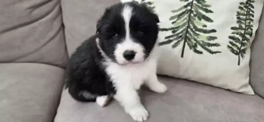 DIJUAL ANJING BORDER COLLIE