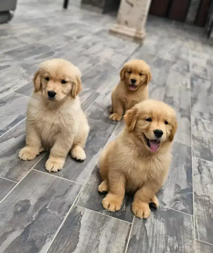 DIJUAL ANJING GOLDEN RETRIEVER