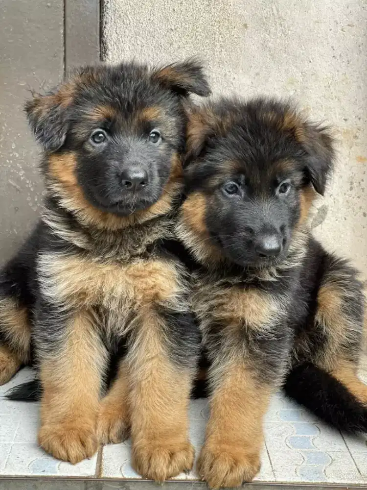 DIJUAL ANJING GERMAN SHEPHARD