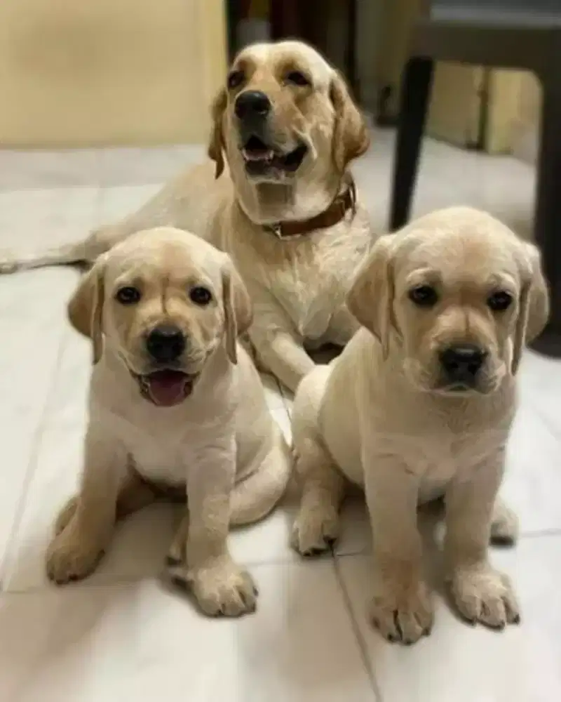 DIJUAL ANJING LABRADOR RETRIEVER