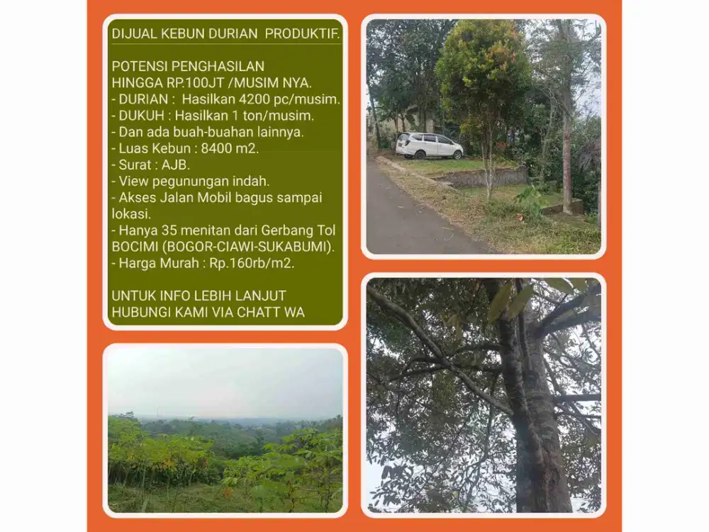 Kebun Durian Produktif 8.400 m² Panen 4.200 Buah per Musim