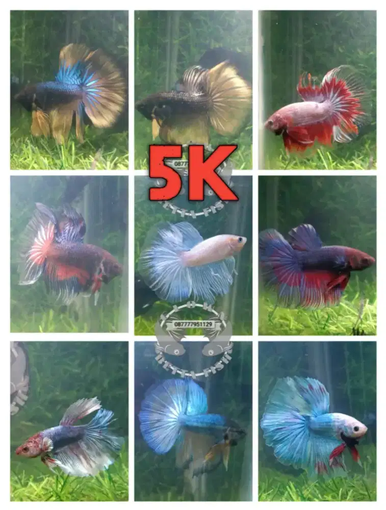 Ikan cupang bettafish kualitas tinggi harga murah