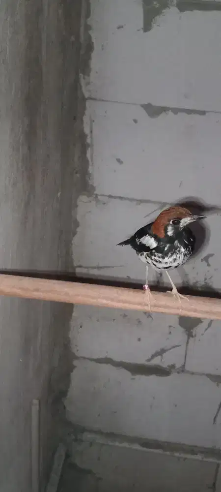 Burung anis jantan wiksar