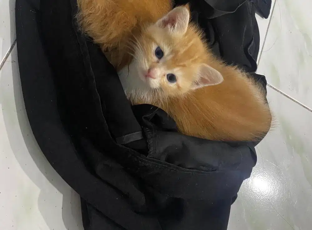 Kitten mixdome jantan