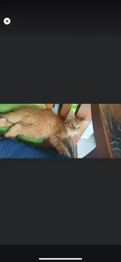 Kitten mixdome jantan