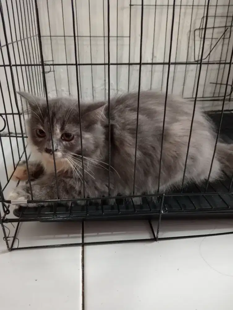 Kucing Persia bigbone