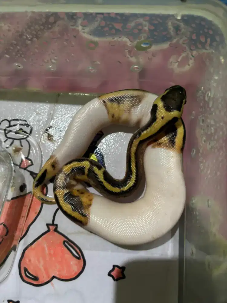 Ular BP pied pastel surabaya