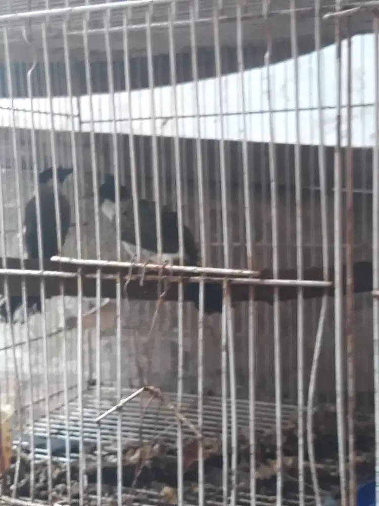 kutilang rawatan bunyi