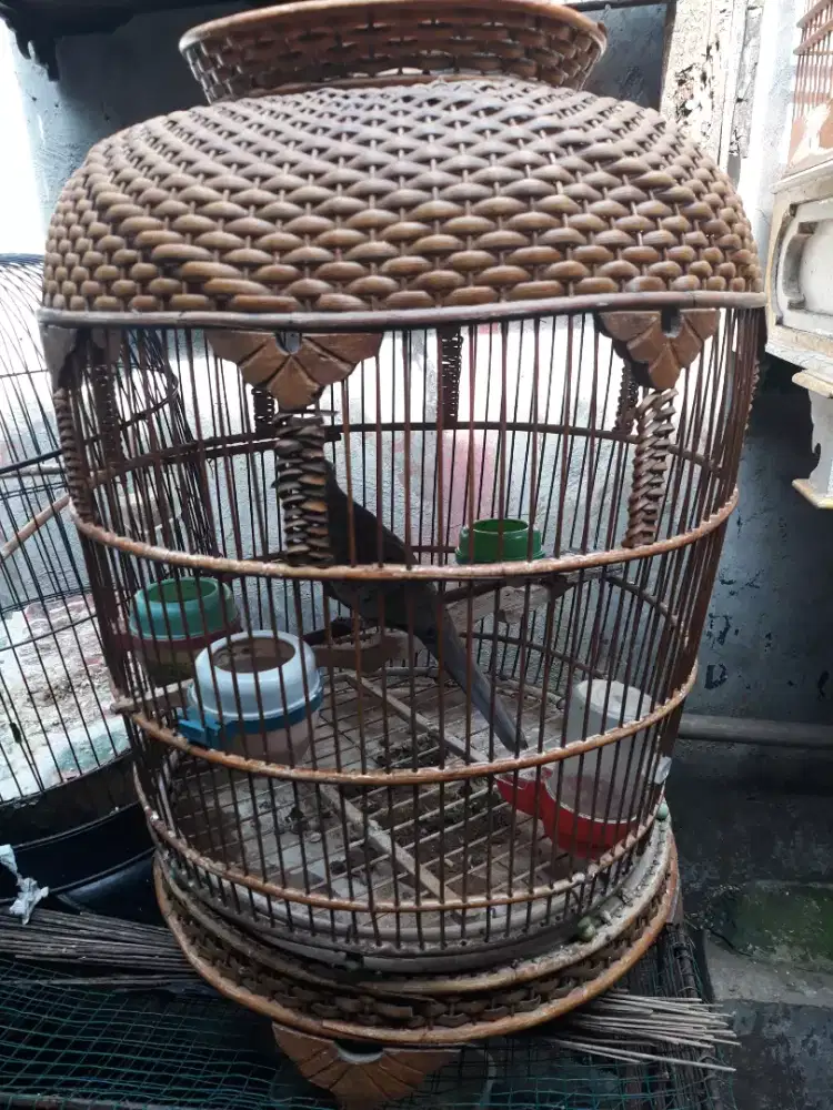 perkutut babgkok suara halus enak didengar