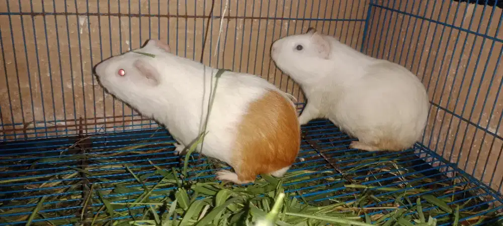 Marmut hias sepasang dewasa