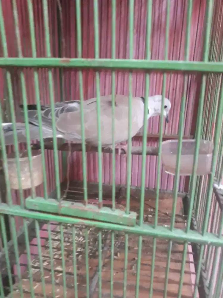 tekukur dederuk mulus bunyi