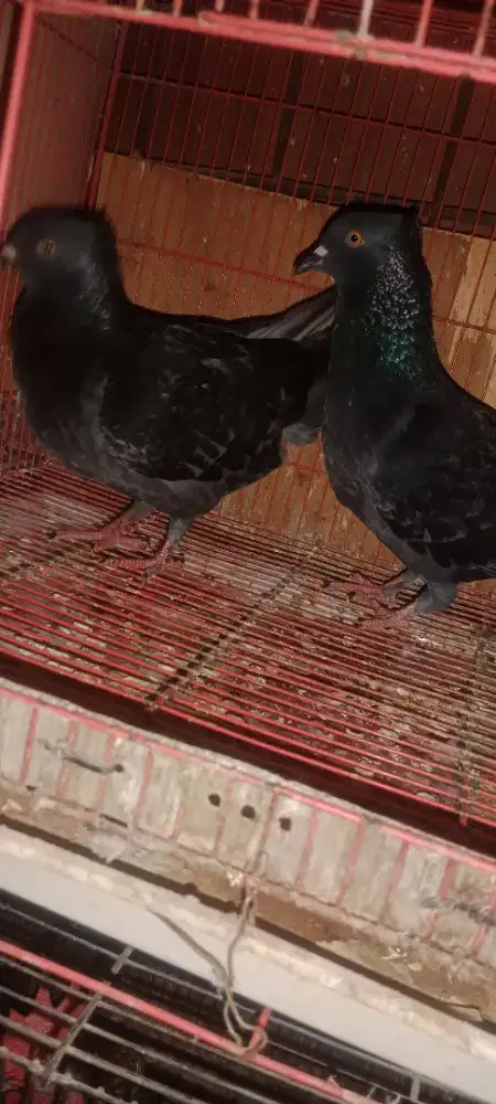 Burung dara sepasang