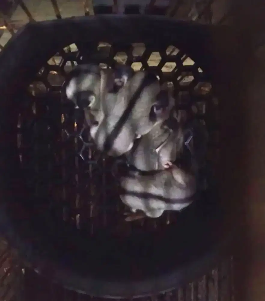 Ready Sugar glider indukan & Baby