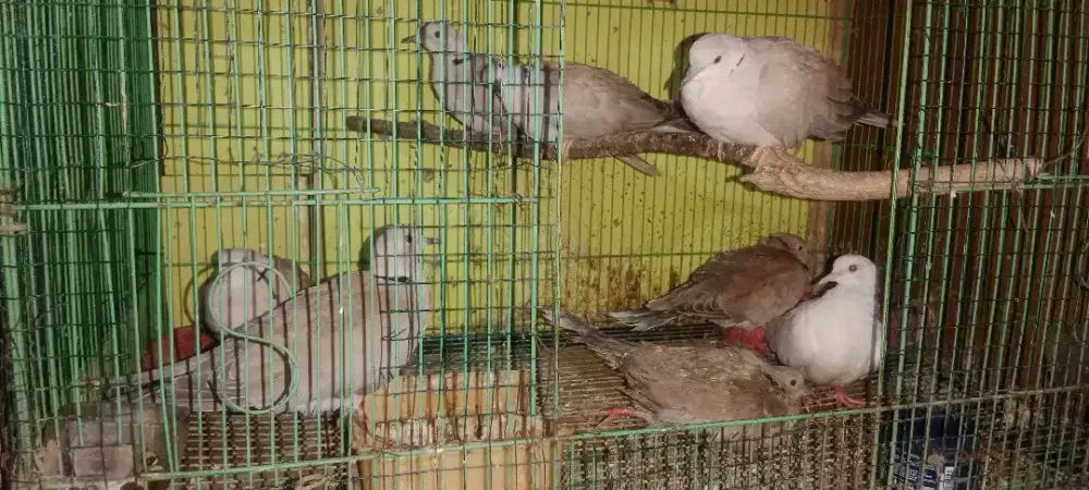 Burung puter dewasa jinak