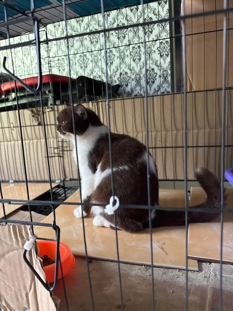 Bsh pure non ped betina STERIL