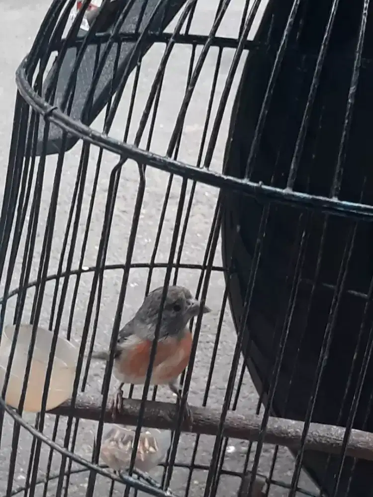 Red siskin betina usia dewasa