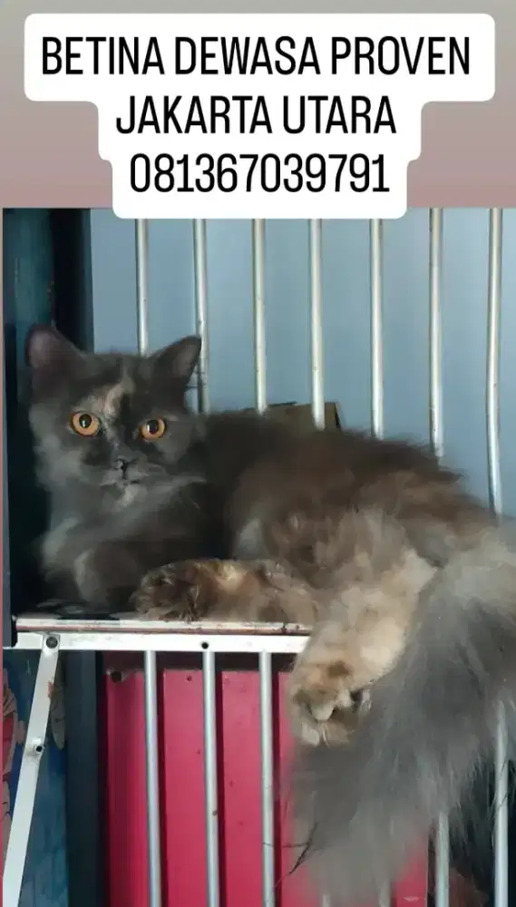 Kucing Persia Medium BETINA