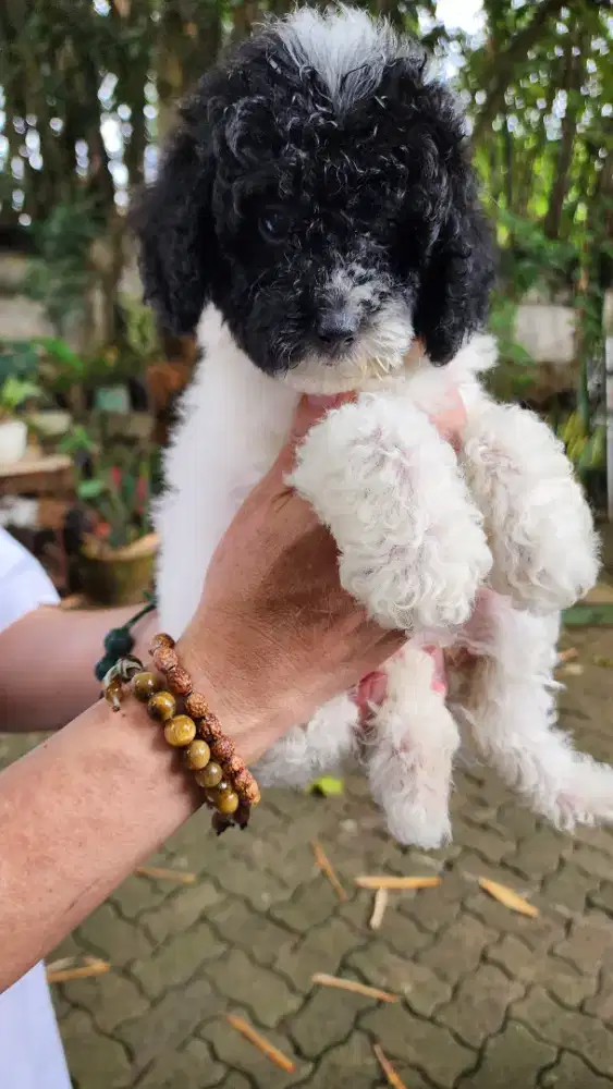 Poodle Betina party color