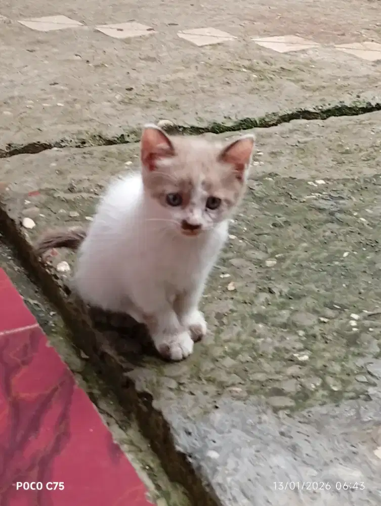 Open adop kucing persia mix domestik