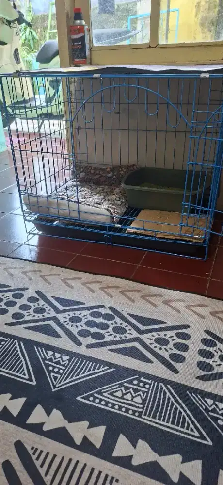 Kandang Kucing baru 1 minggu