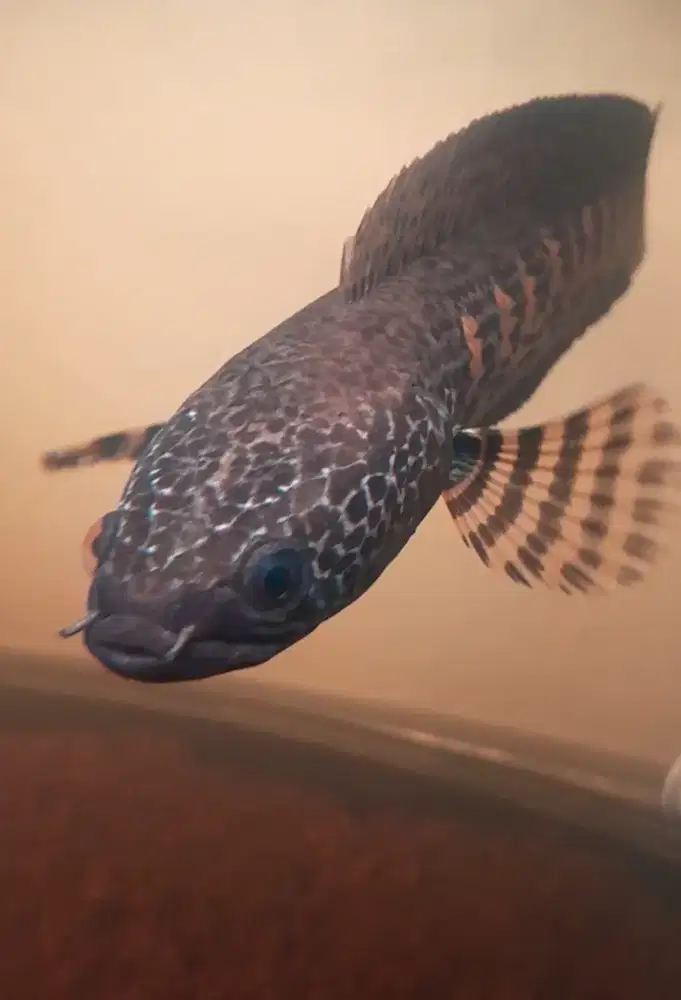 Channa auranti sehat gesit