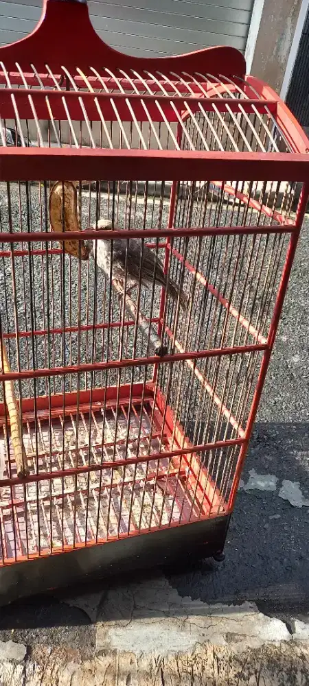 Cucak Rowo Jantan Trotol