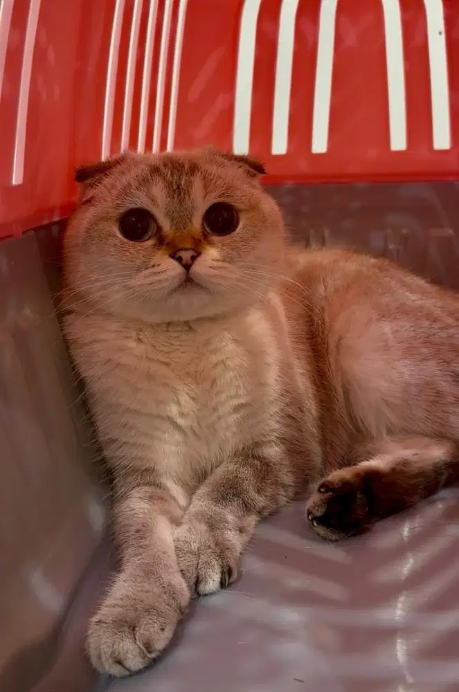 Scottish Fold Betina Parent Import