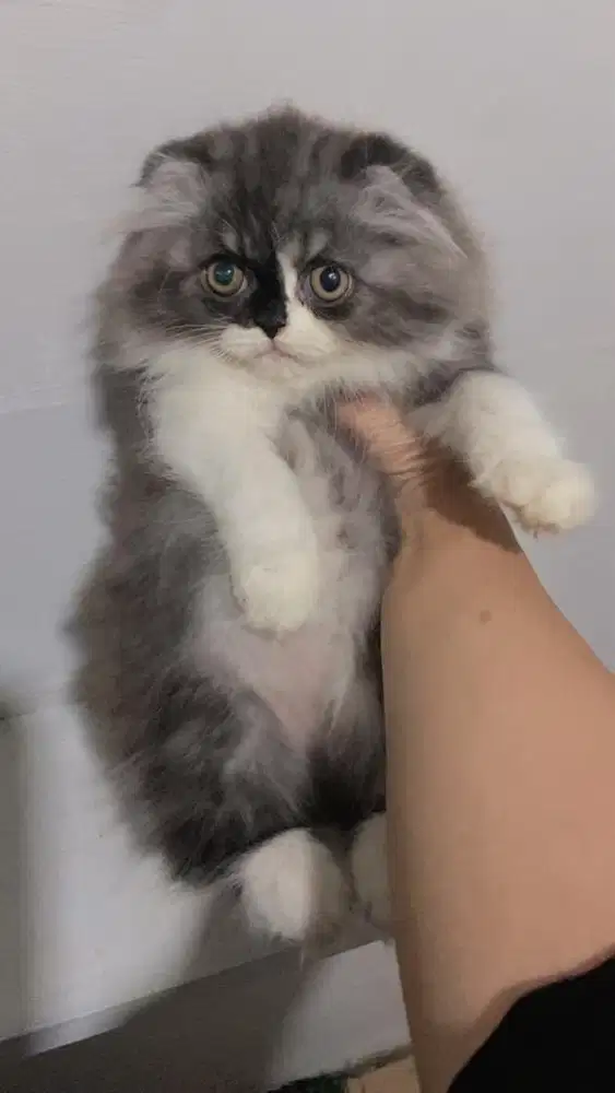 Kucing scotish fold jantan 2,5 bulan