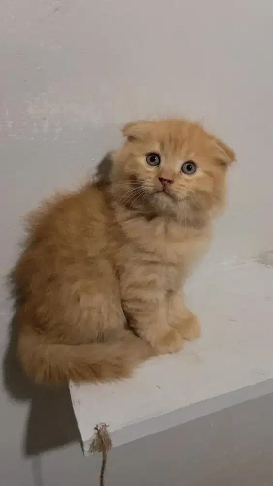 Kucing scotish fold Betina