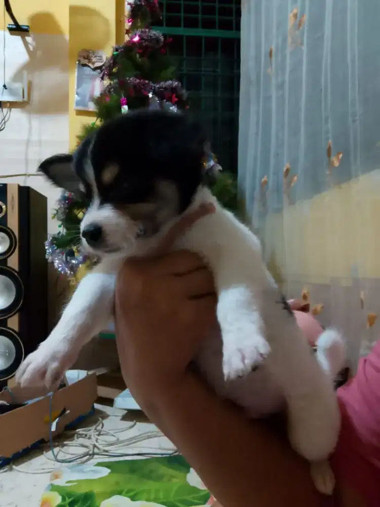 Jual anakan kintamani