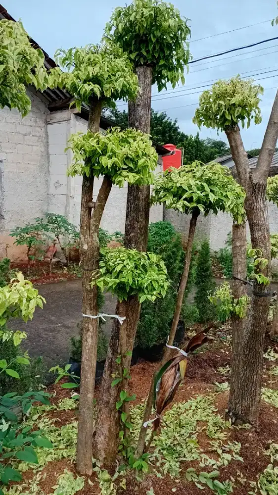 bonsay anting putri dan tanaman hias