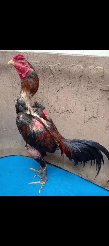 Ayam jenis phanat habis dipake pejantan