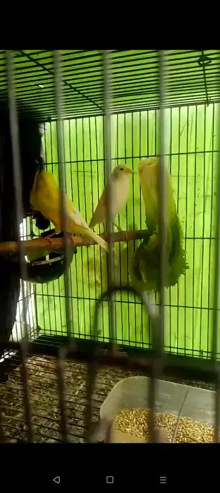 Kenari betina Lokal/Loper