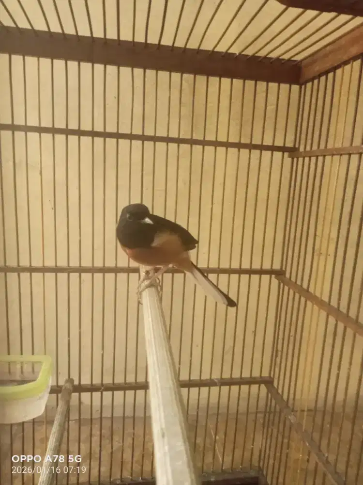 Murai batu Medan Pastol