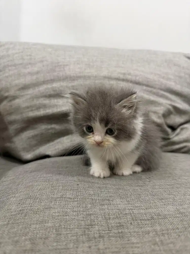 Anak Kucing Kitten British Mix Scottish Munchkin - Abu-abu putih (MH)