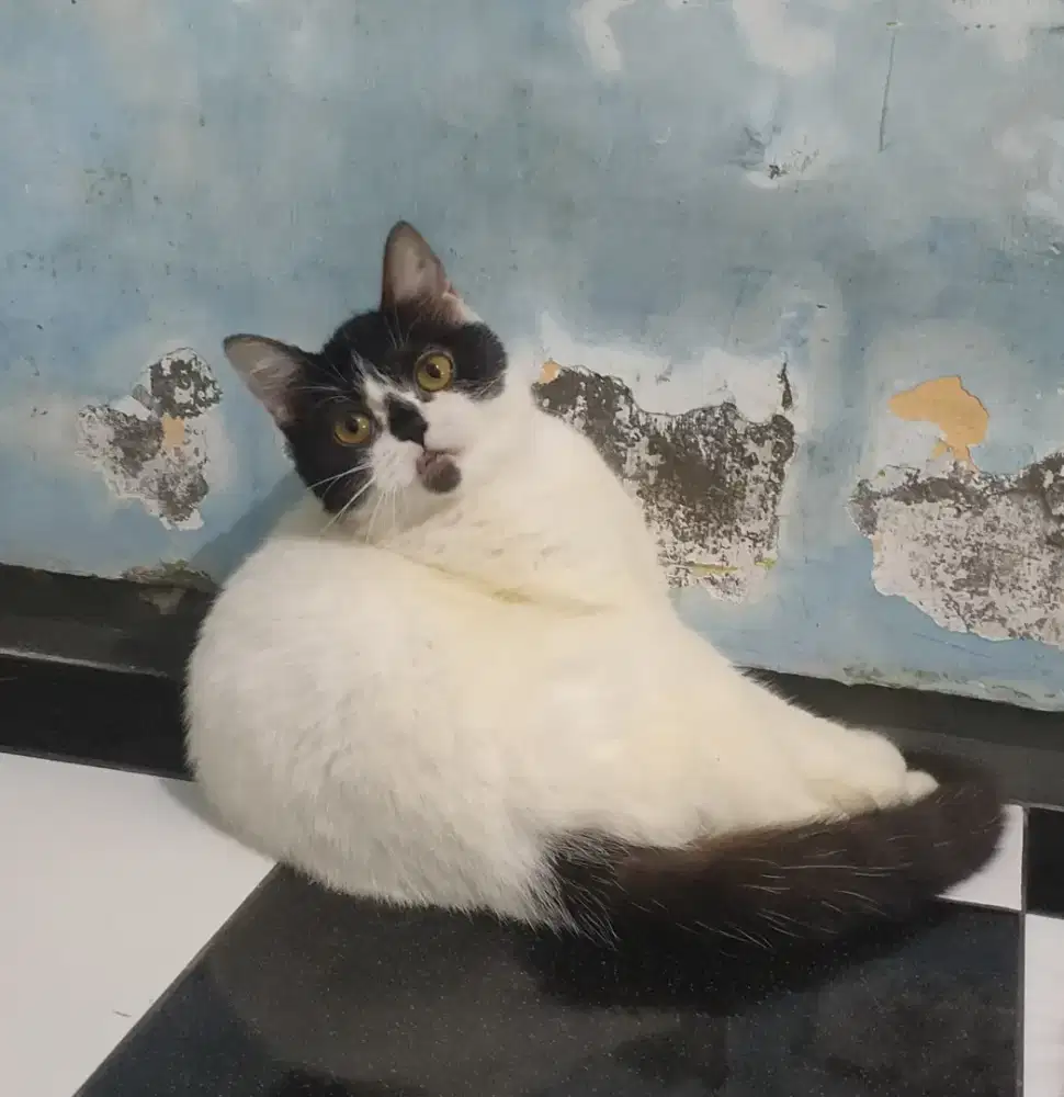 Gaelic straight NS Betina