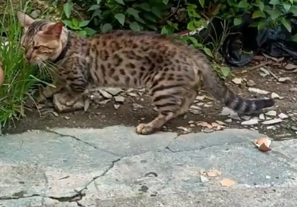 Munchkin b3n9al jantan