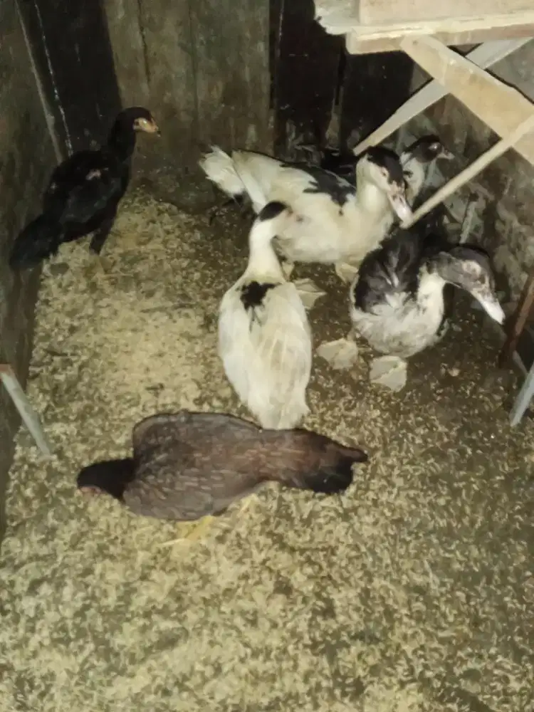 Jual ayam kampung dan entok